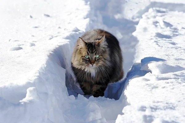 A Norwegian Forest Cat walks through the snow in winter