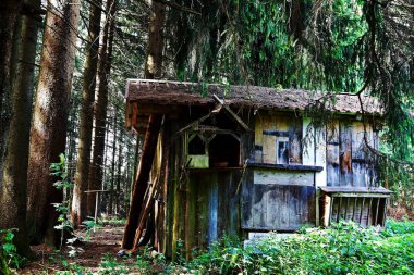 Ormanda eski bir kabin. Çam ağaçları arasında eski bir ahşap ev.