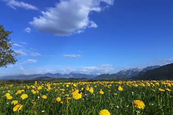 Maskros Blomma Våren Allgu Alperna Bayern — Stockfoto