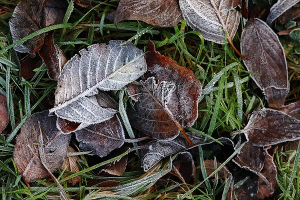 草紅葉を樹氷します 秋と冬の霜 — ストック写真