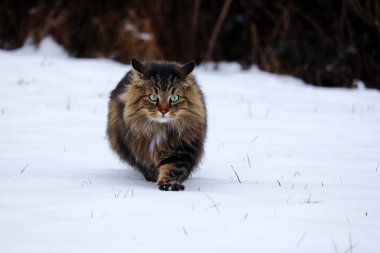 Genç ve güzel bir Norveçli orman kedi avcılık karda