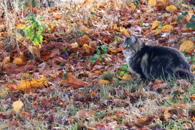 Sonbahar ve kış aylarında düşen yapraklar bir Norveçli orman kedi