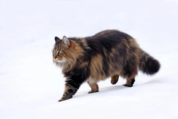 Pretty Young Norwegian Forest Cat Hunting Snow — Stock Photo, Image