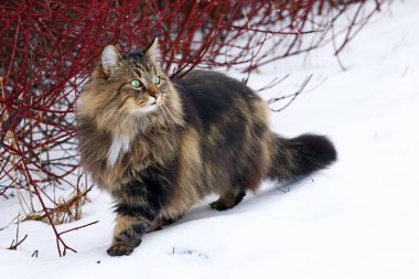 Genç ve güzel bir Norveçli orman kedi avcılık karda