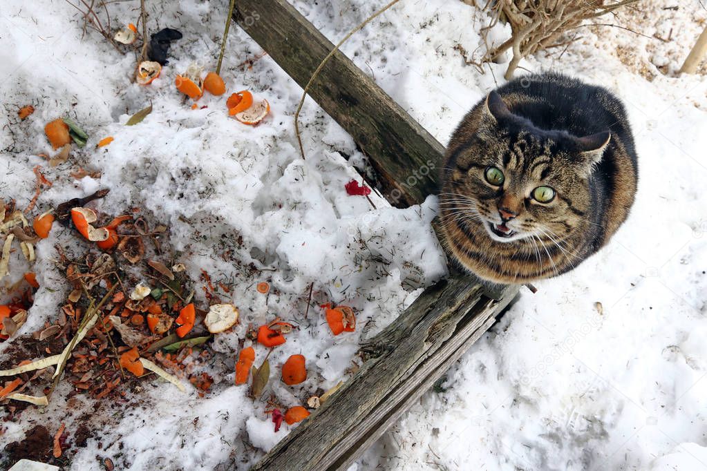 A hungry cat on a compost heap in winter