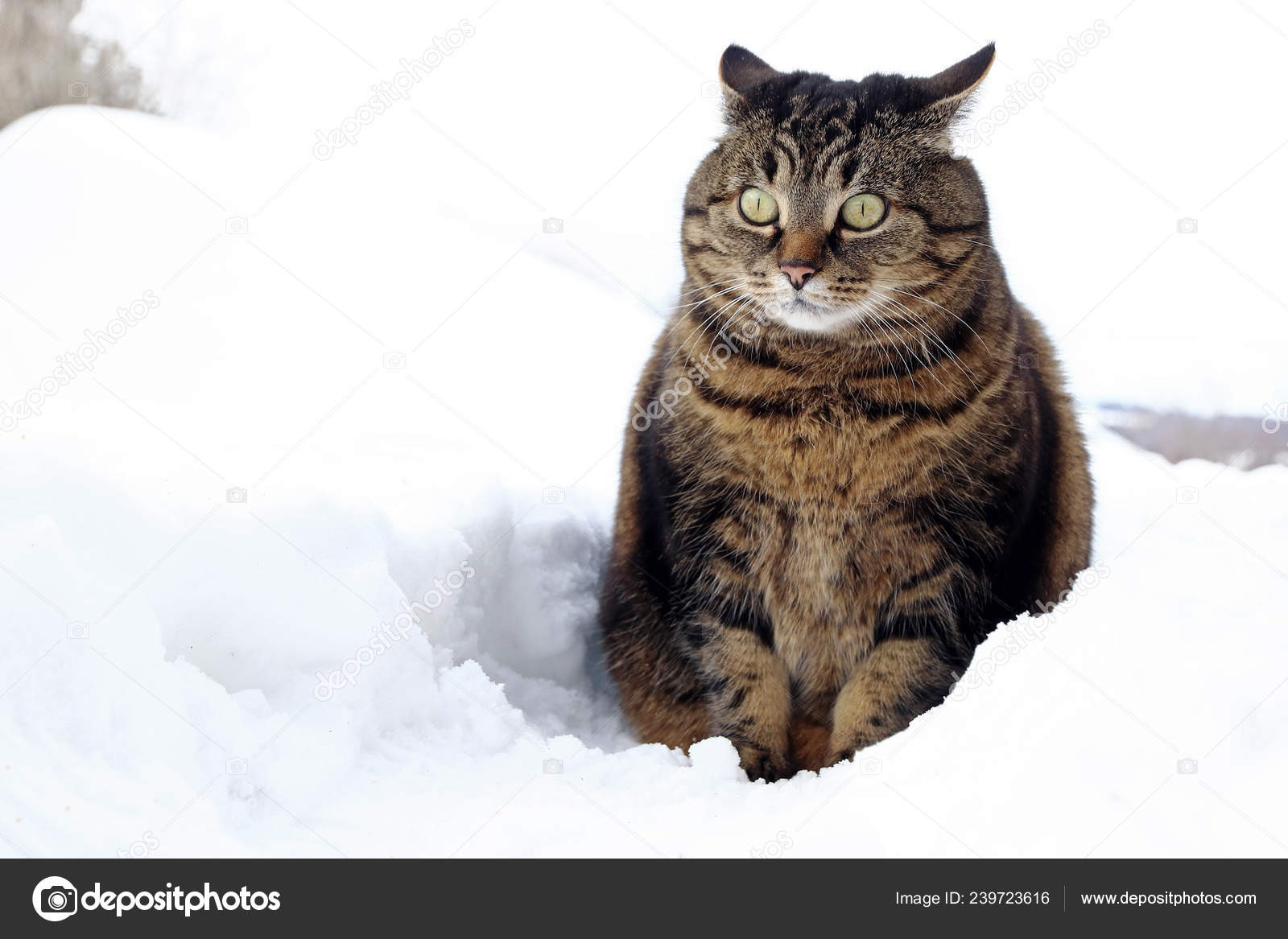 Small Fat Cat Sits Funny Look Snow — Stock Photo © astrid208 #239723616, image size:1600x1167