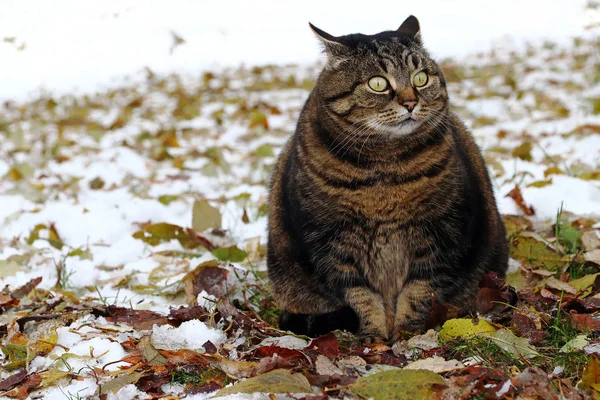 一只小肥猫坐在树叶和雪中 看上去很滑稽 — 图库照片