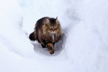 Genç ve güzel bir Norveçli orman kedi avcılık karda