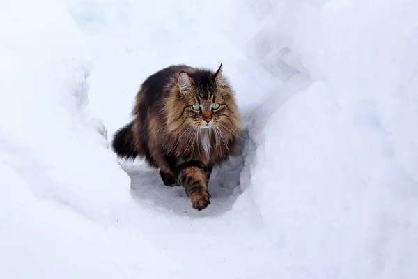 Hezká Mladá Norská Lesní Kočka Lov Sněhu — Stock fotografie