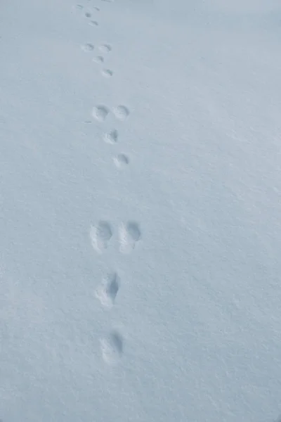 A trace of a field hare in winter in the snow. Trace of a rabbit