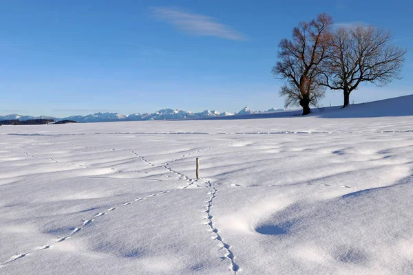 Vackra Snöiga Landskap Med Djurens Spår Vinter Bayern Allgaeu Alperna — Stockfoto