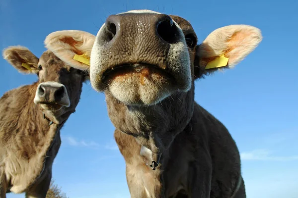 Szeroki Kąt Widzenia Twarze Młodych Brązowe Krowy Pastwisku — Zdjęcie stockowe