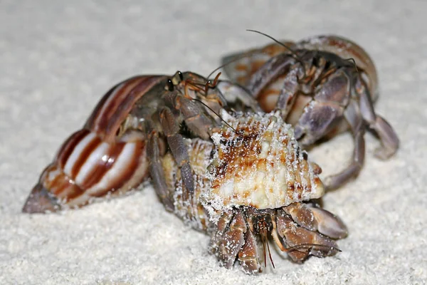 Drie Hermit Krabben Strijd Slak Huizen Aan Het Zandstrand — Stockfoto