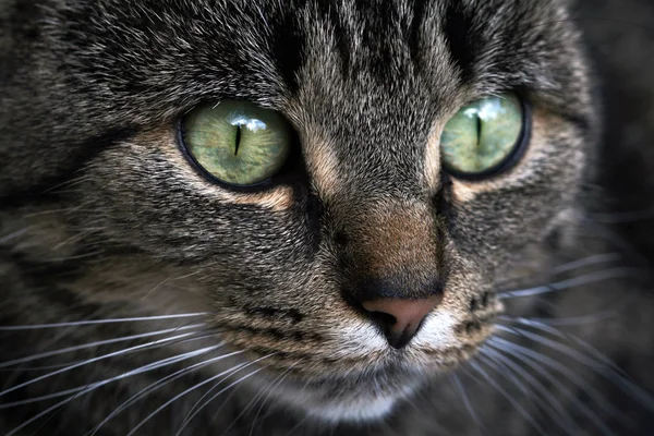 Γκρο Πλαν Θέα Του Προσώπου Και Μάτια Της Γάτας — Φωτογραφία Αρχείου