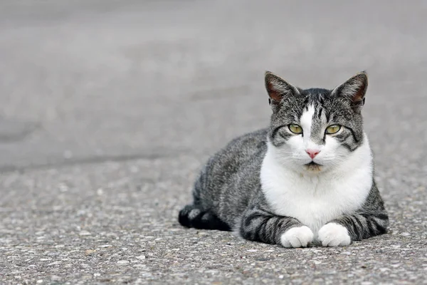 Gatto Grigio Bianco Piuttosto Grande Trova Rilassato Sulla Strada — Foto Stock