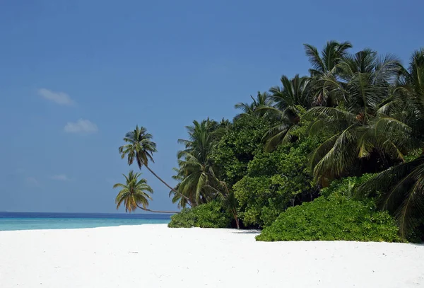 White Sandy Beach Coconut Palms Maldives Island Stock Image