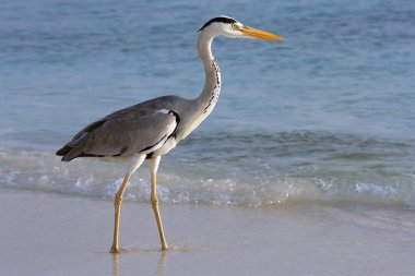 Heron avcılık denizin içinde. Ava gri balıkçıl