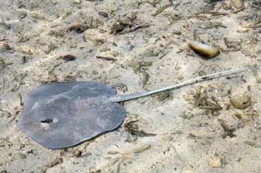 Hint Okyanusu'nda bir vatoz sandy üzerinde yer