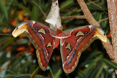 A male Atlas spinner (moth) on a tree clipart