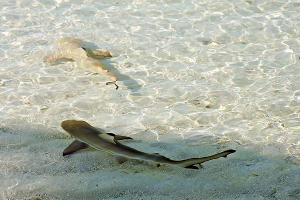 Two Young Blacktip Reef Sharks Indian Ocean — Stock Photo, Image