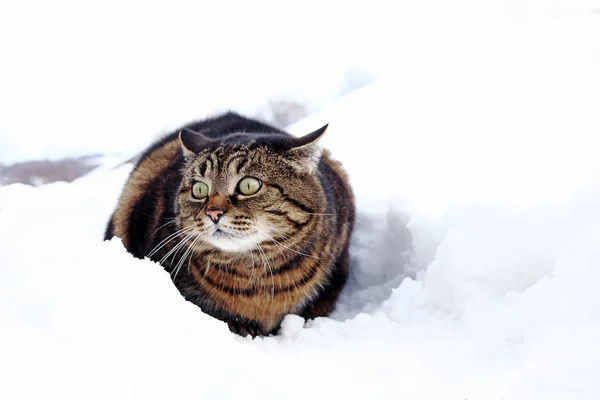 A small fat cat sits with a funny look in the snow