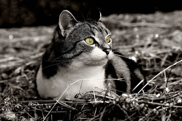 Eine Kleine Katze Heu Kurz Vor Dem Angriff Eine Katze — Stockfoto