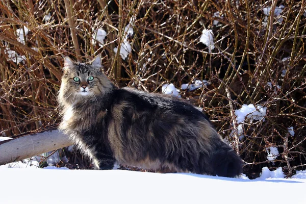 一只漂亮的年轻的挪威森林猫在雪地里猎食 — 图库照片