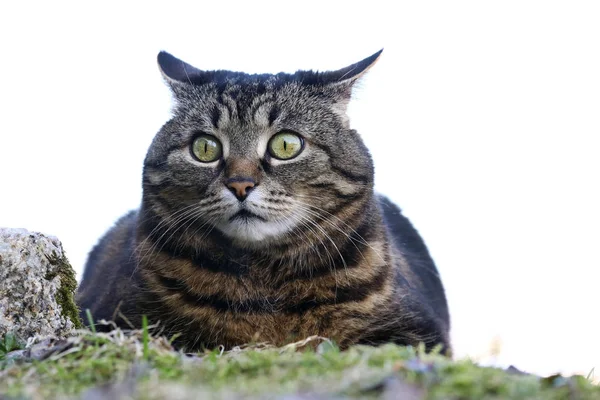 Small Fat Cat Sits Funny Look Garden — Stock Photo, Image