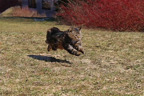 A Norwegian Forest Cat Running Over the Spring Meadow with Big Jumps