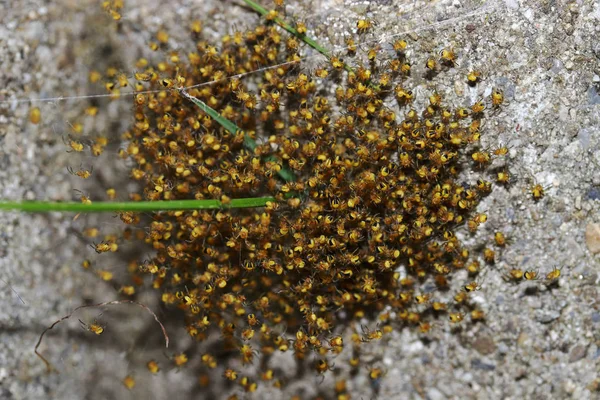 Vers Uitgebroede Kleine Kruis Spinnen Een Stapel — Stockfoto