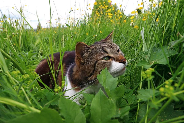 A small cat is hunting in the high grass in the field