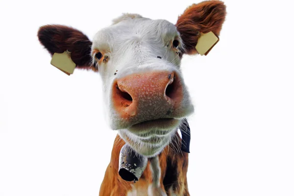 Simmental ている若い好奇心旺盛な牛の頭部 — ストック写真