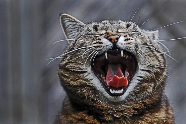 A cat yawns with its mouth wide open. A cat sticks out its tongue