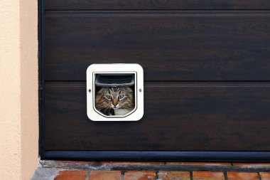 Bir kedi kedi kanat çırpar. Bir Kedi Kanadı Önündeki Norveç Ormanı Kedisi 
