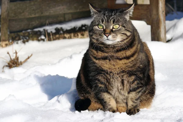 Pequeno Gato Gordo Senta Com Olhar Engraçado Neve — Fotografia de Stock