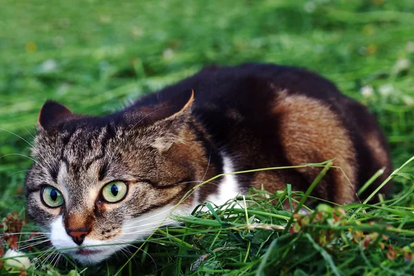 Piccolo Gatto Nel Fieno Poco Prima Dell Attacco Gatto Caccia — Foto Stock