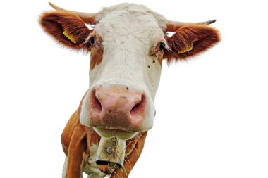 Boynuzları ve beyaz arka planı olan bir ineğin kafası.