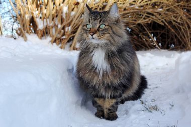 Karda güzel kahverengi-siyah Norveç Orman Kedisi geniş açılı fotoğraf