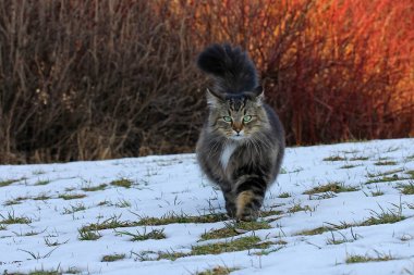 Kışın Norveçli bir orman kedisi avlanıyor. Norveç Ormanı karda eğleniyor