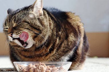 A cat is happy about its food. A cat licks her mouth with her tongue clipart