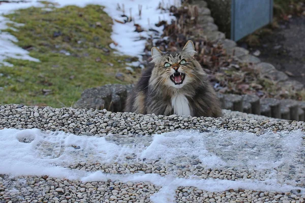 으르렁거리는 노르웨이 고양이 노르웨이 고양이 고양이가 이빨을 보여줍니다 — 스톡 사진