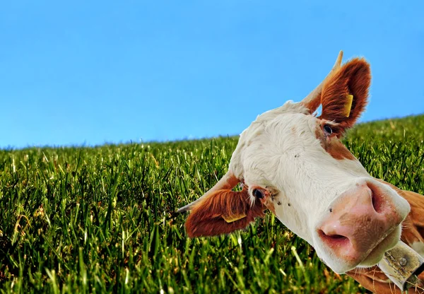 Ciekawa Krowa Ciekawa Simmental Krowy — Zdjęcie stockowe
