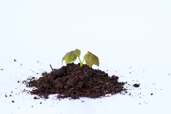 Liten Planta Växer Jorden Plantera Med Jord Vit Bakgrund — Stockfoto