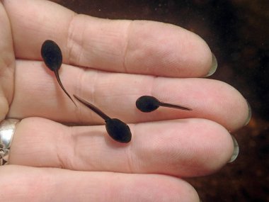 Bir kadının elinde iribaşların sualtı fotoğrafı