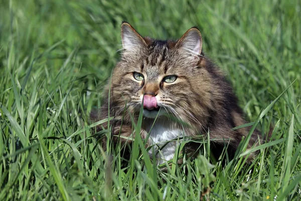 Egy Szép Norvég Forest Cat Fűben Nyalogatja Orrát Vicces Macska — Stock Fotó