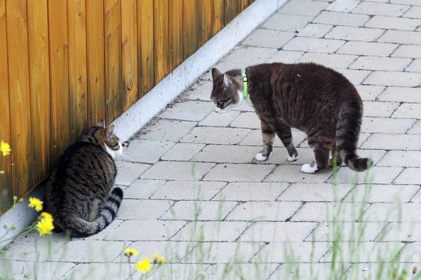 两只雄性猫在争吵 托卡之间的牛战斗 — 图库照片