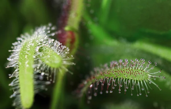 Rocío Del Sol Atrapa Insectos Con Sus Gotitas Pegajosas Rocío — Foto de Stock