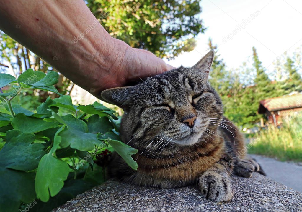 A woman strokes her cat over the head. Cats love to be stroked