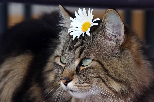 Zbliżenie Piękny Brązowy Norweski Las Kot Kwiatem — Zdjęcie stockowe