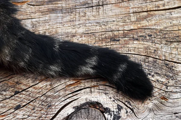 The tail of a black-brown cat on a wooden surface